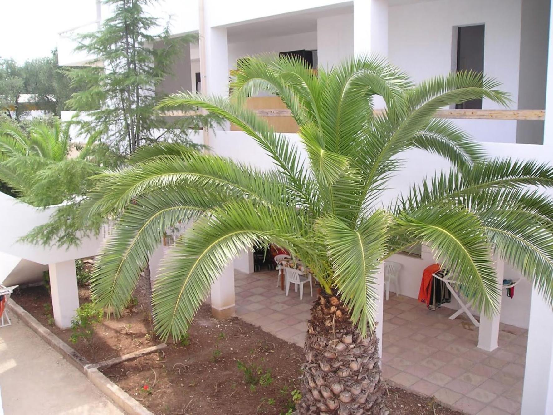 Appartamenti Gallo Club Vieste Exterior photo